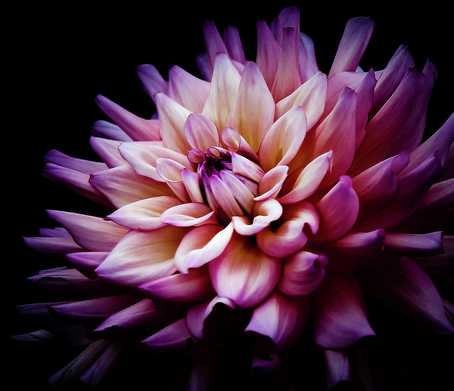blooming-dahlia-flower-athena-mckinzie.jpg
