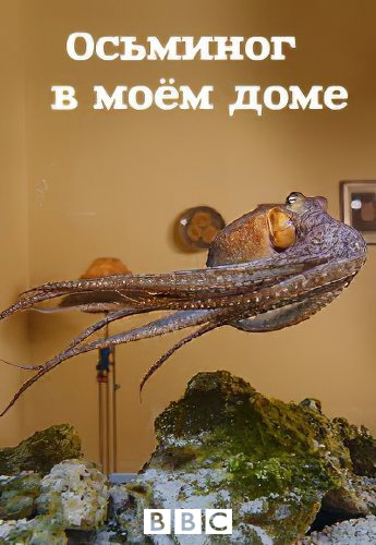 Bbc Zhivoj Mir Osminog V Moyom Dome Bbc Natural World The