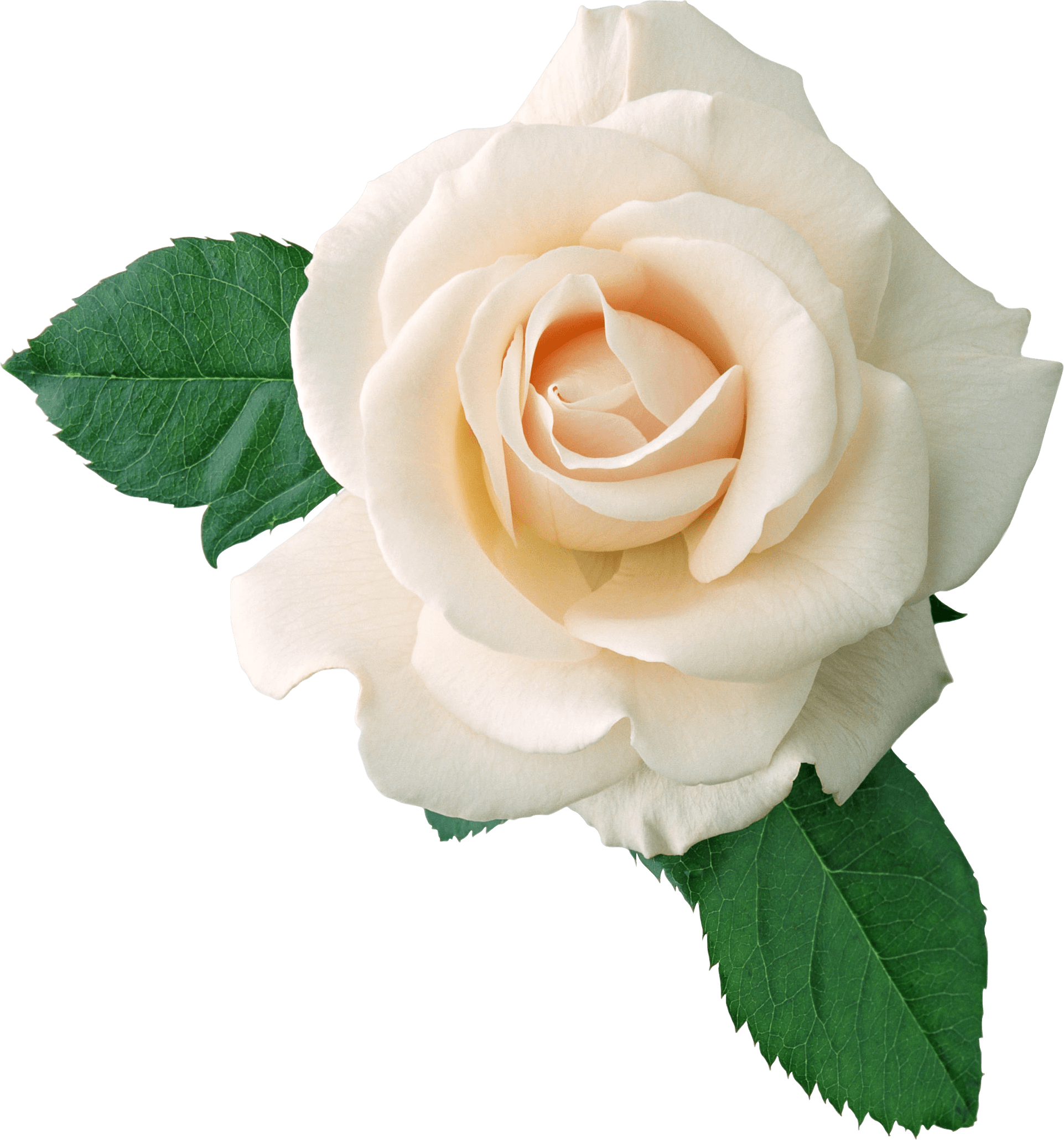 Rose png