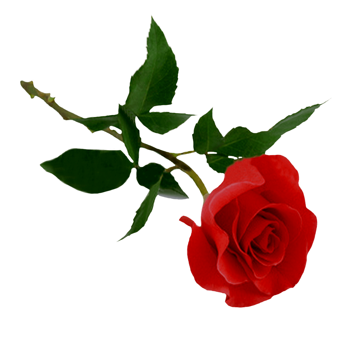 Rose png