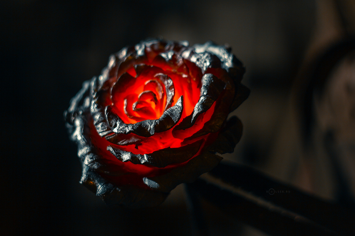IMG_9288-copy.jpg