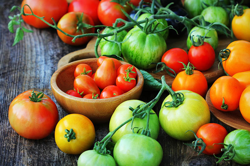 Семена для выращивания помидор на даче