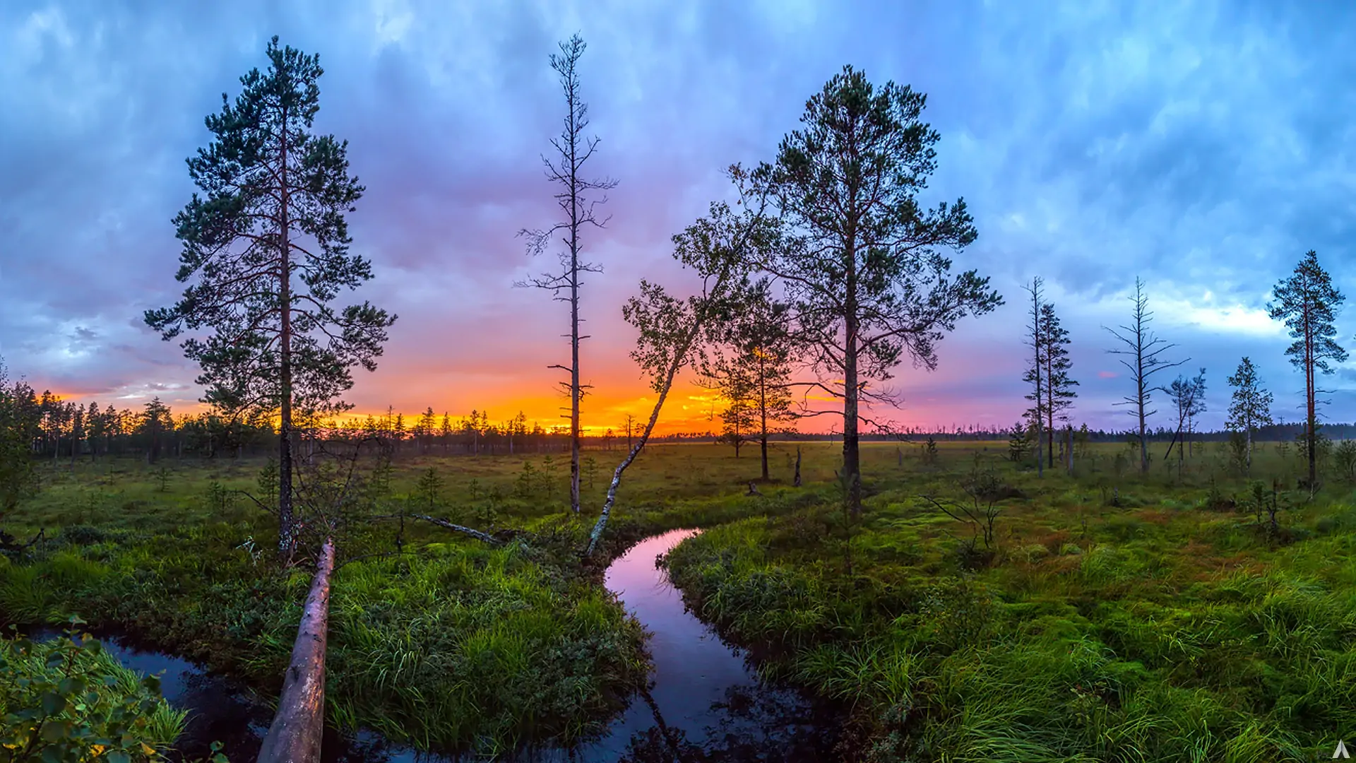 Река Болото Пейзаж Фото