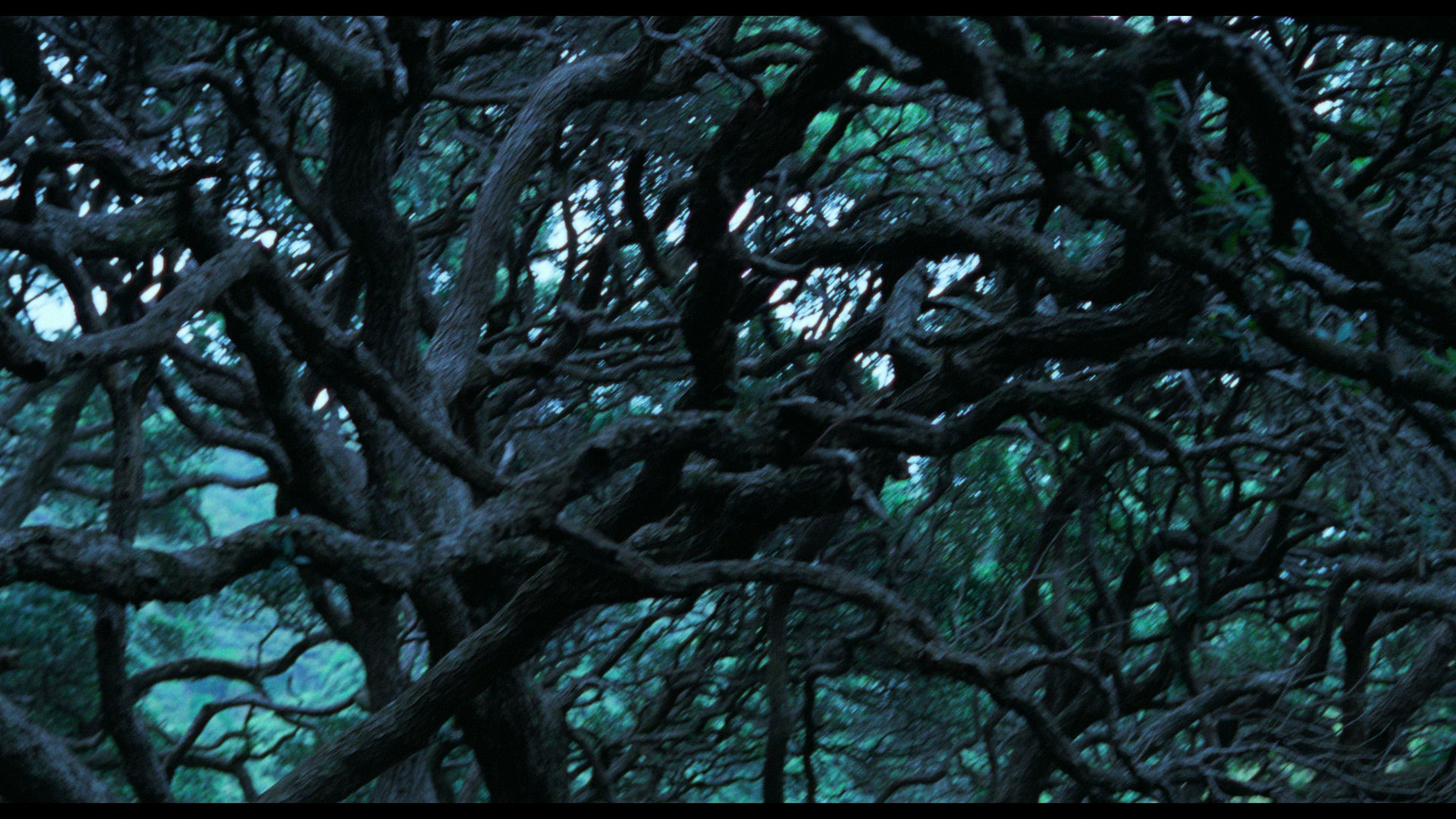 The.Piano.1993.Criterion.BDRemux.1080p[(128207)21-34-28].PNG