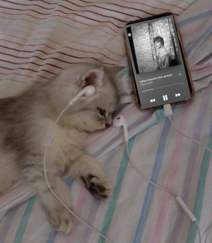 mnH6W7uizgWQ.jpg