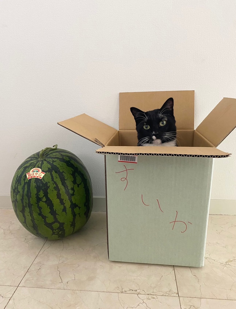 image.jpg