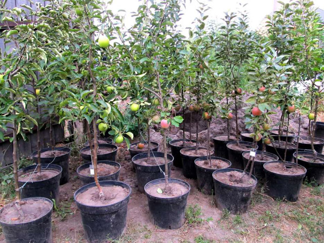 Как правильно выбрать саженцы плодовых деревьев и когда их нужно высаживать?
