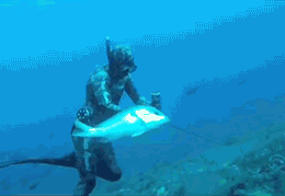 hooligans_from_the_animal_world_19.gif