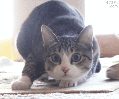 44915d9196cbf7f2adee1c9f08788510.gif