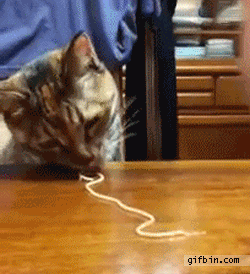 b8b5aa078e6f02a1178d05f4740046b5.gif