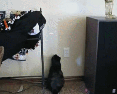 131.gif