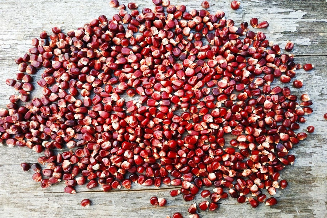 Красная кукуруза семена. Наркотические семечки красные. Семена красных цветов. Боб фасоли. Семена красной.