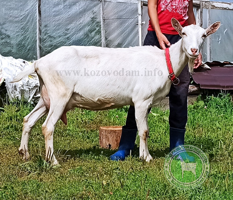 Заря Заряница 3 Rabelle.jpg