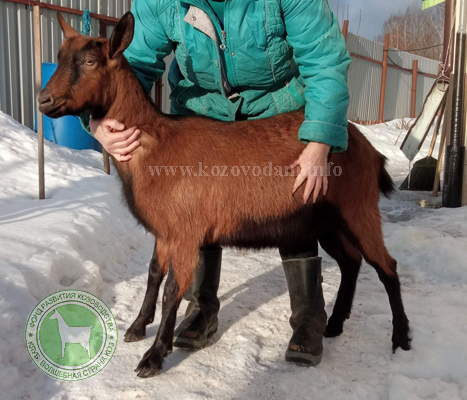 Даяна Натвладмед.jpg
