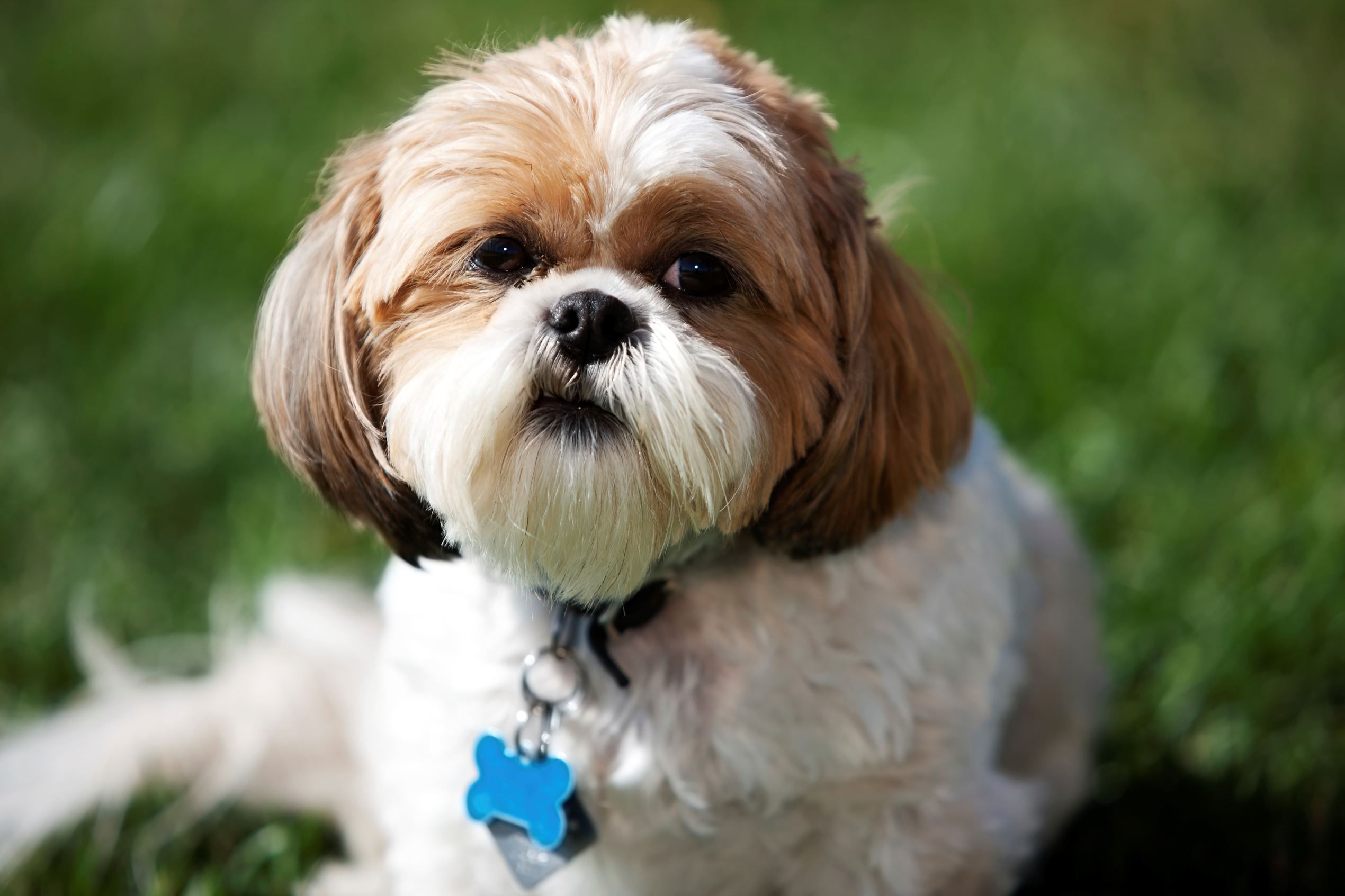 Ши фото. Shih Tzu. Shih Tzu Dog. Разновидности ши тцу. Shih Tzu Köpek.