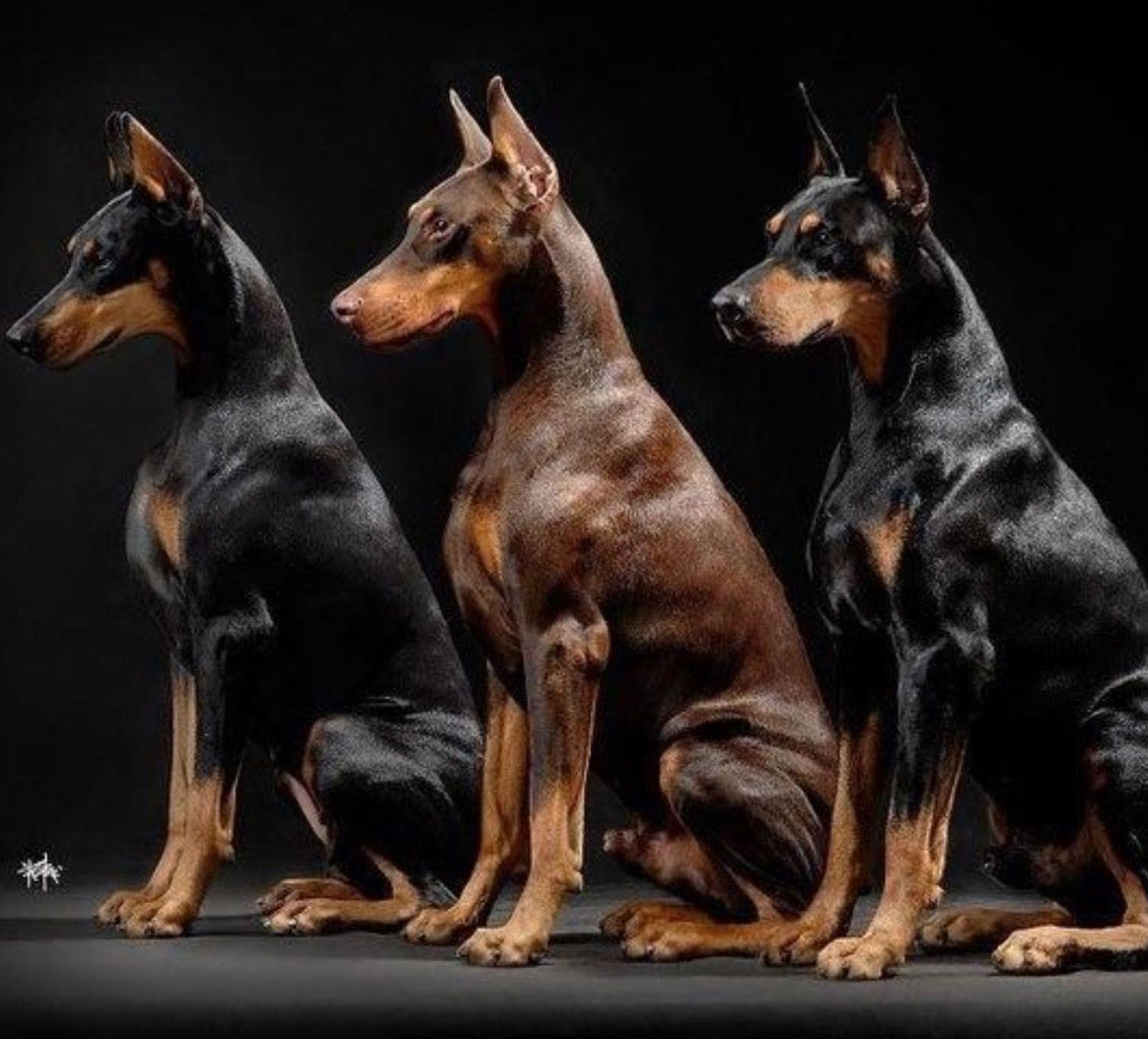 Доберман фото собаки характеристика и описание породы