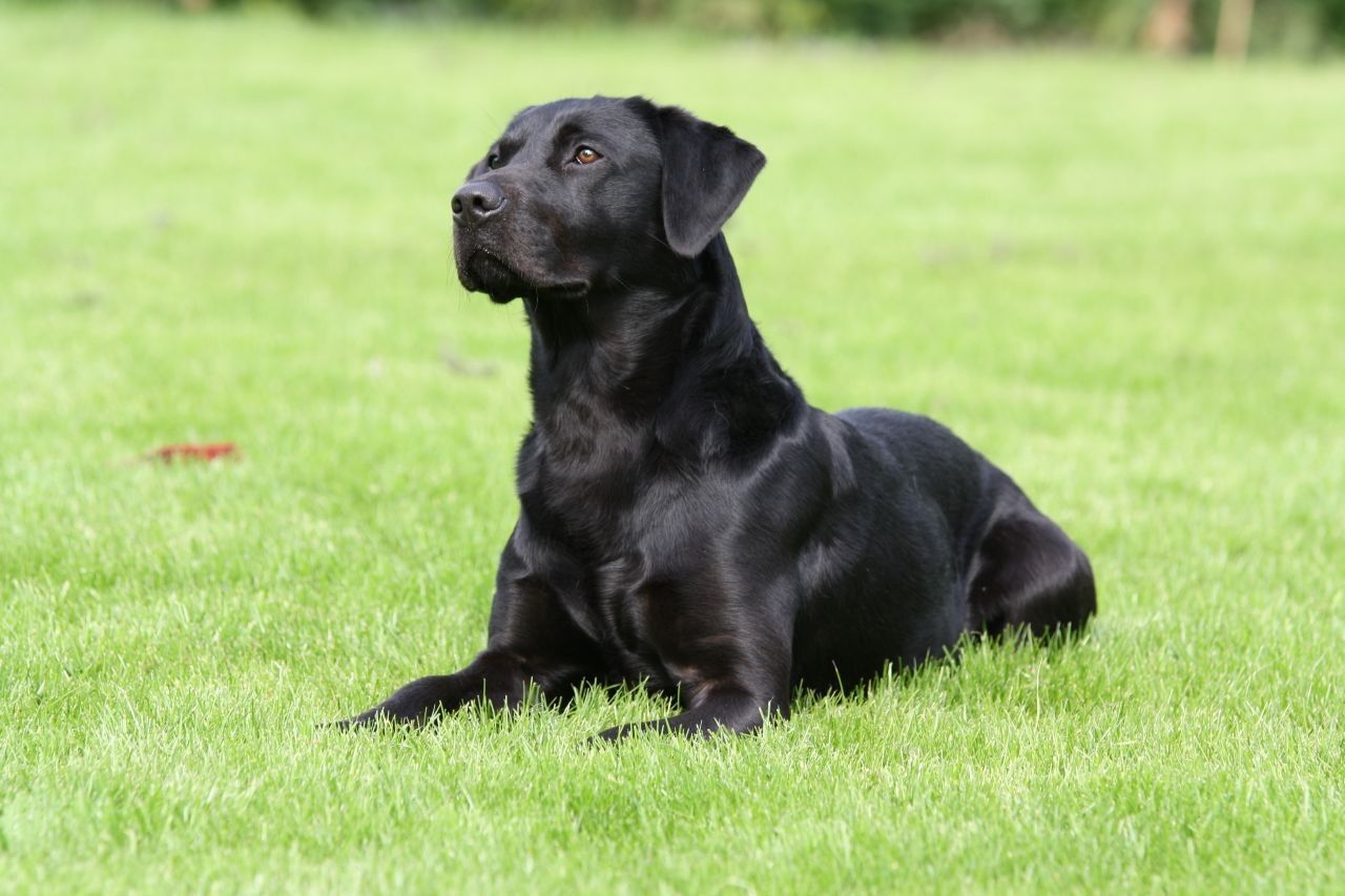 породы черных собак фото