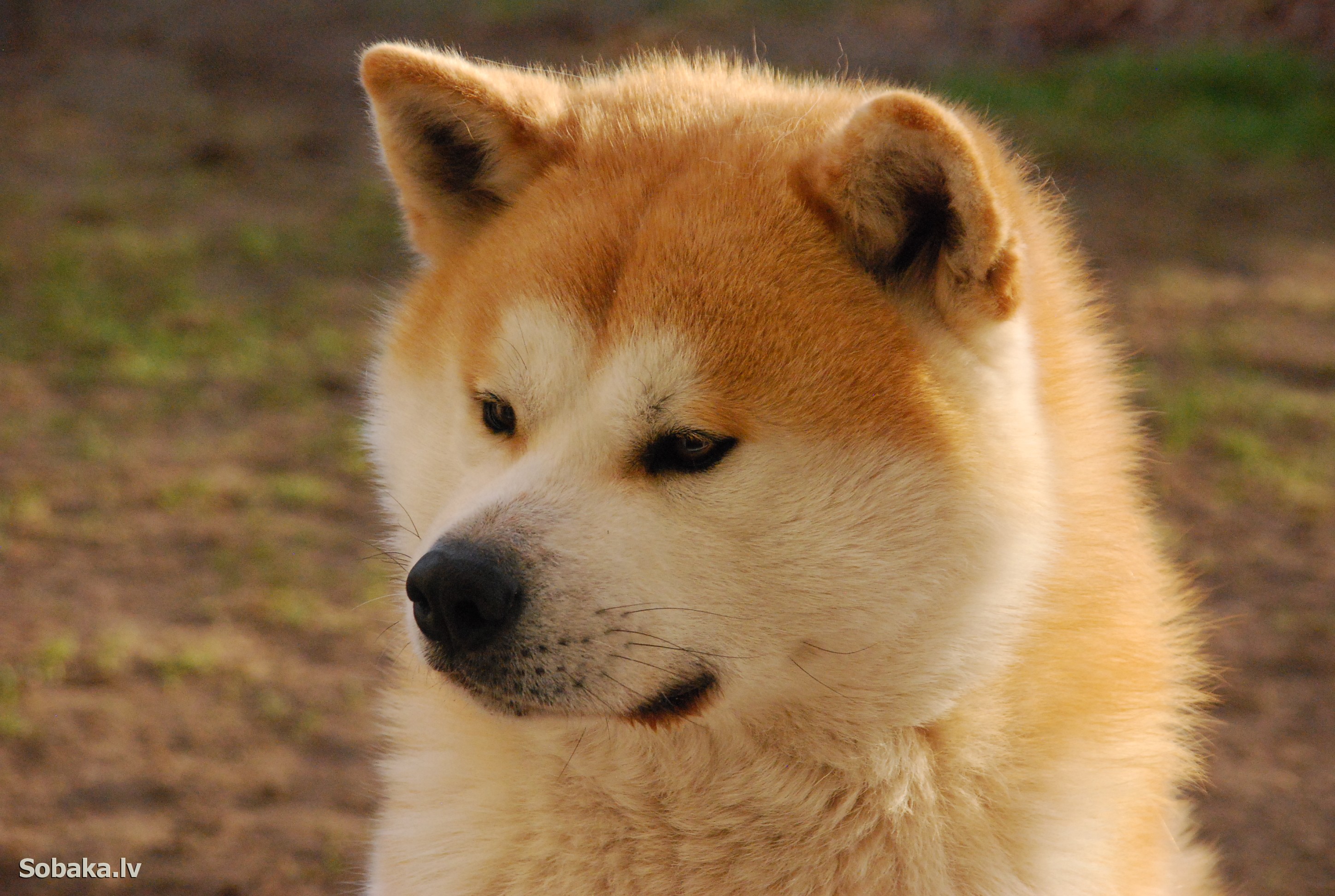 японская порода собак акита ину фото