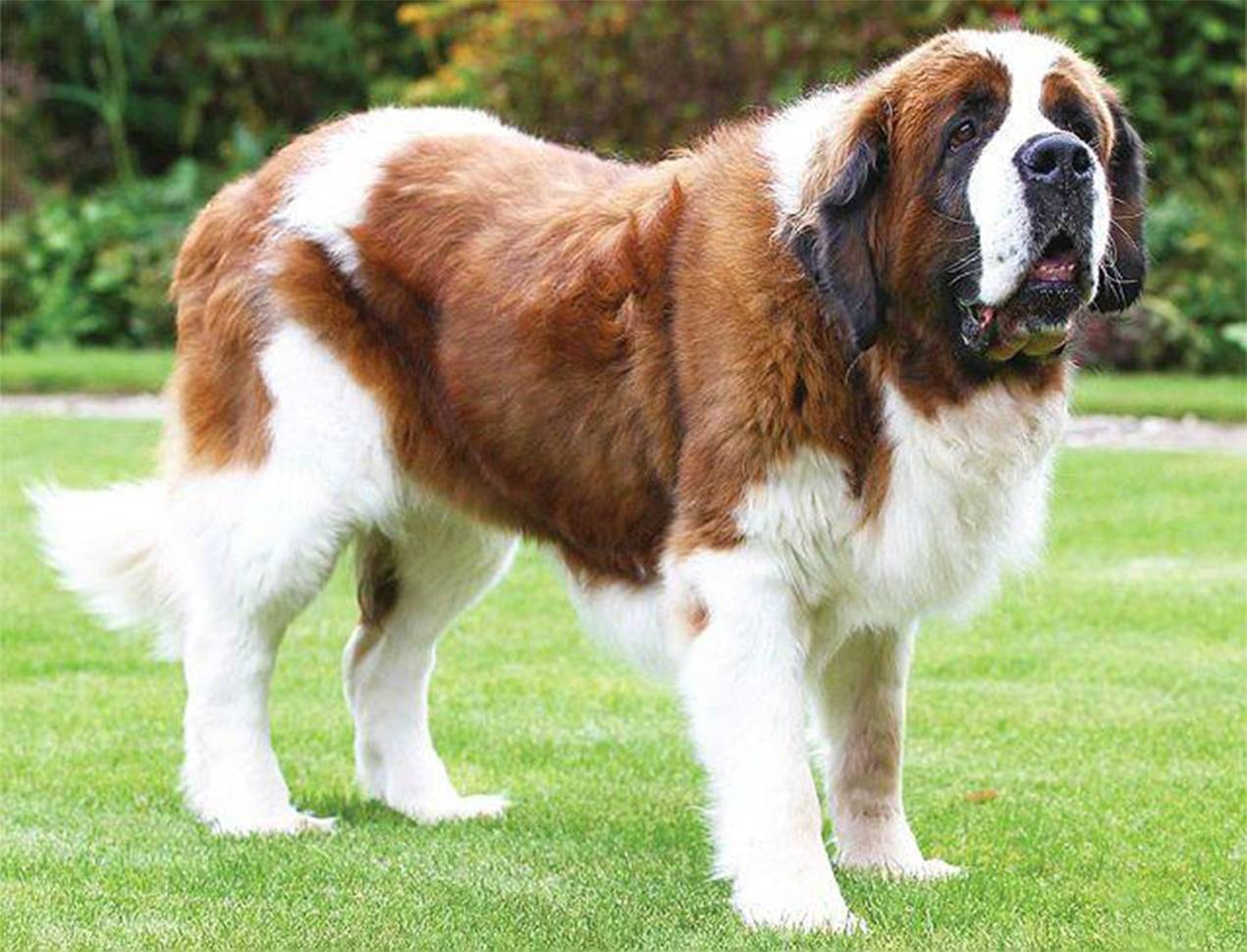 St bernard