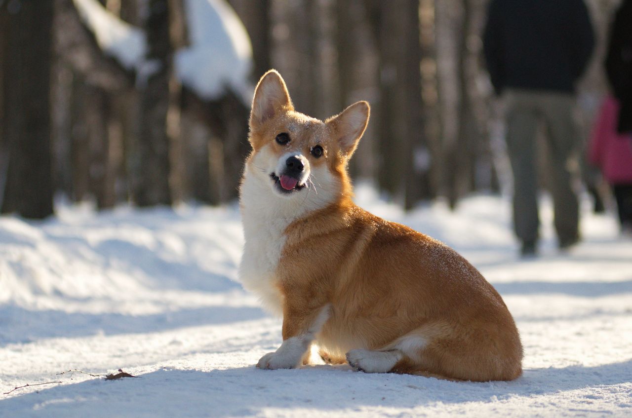 Вельш корги зима