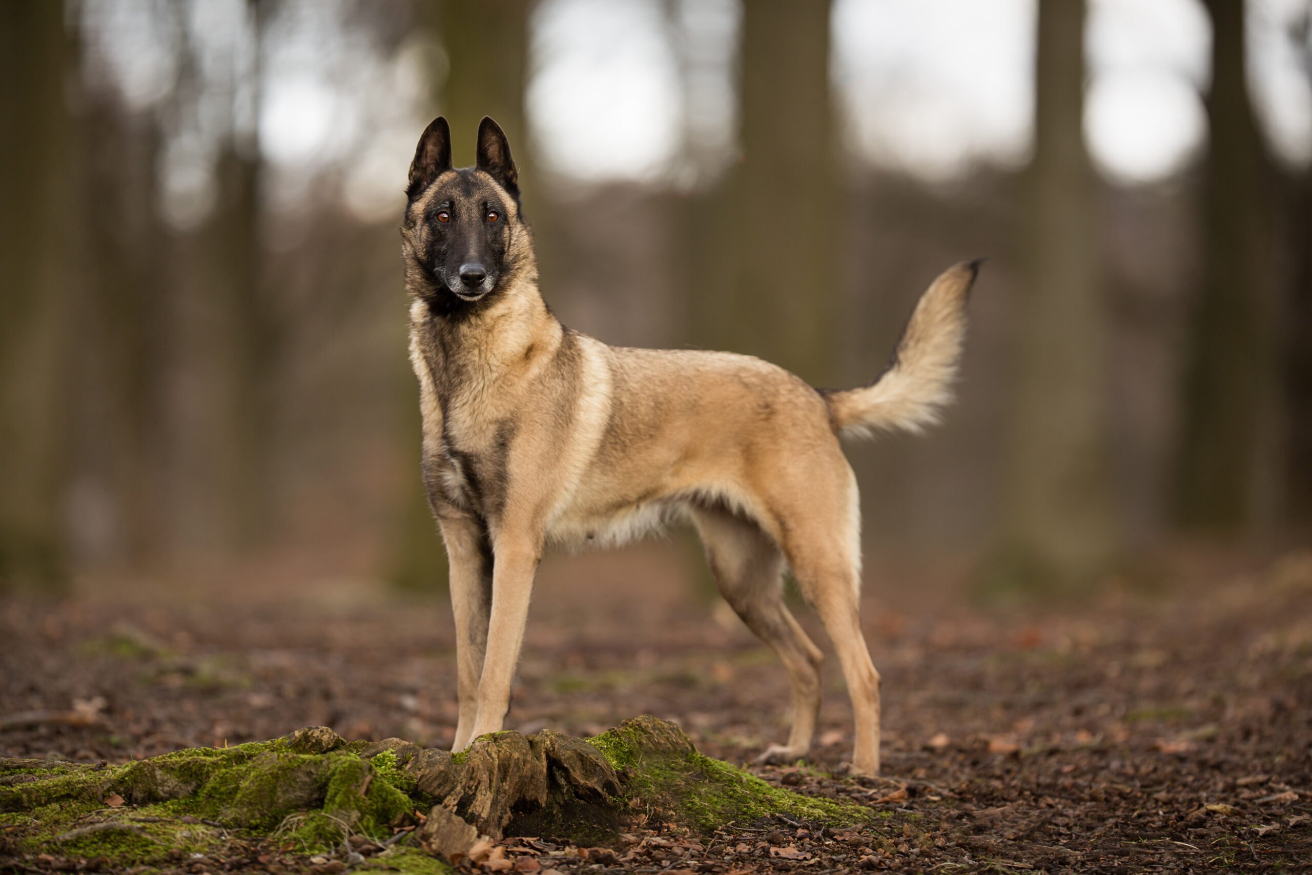 Порода собак бельгийская овчарка фото