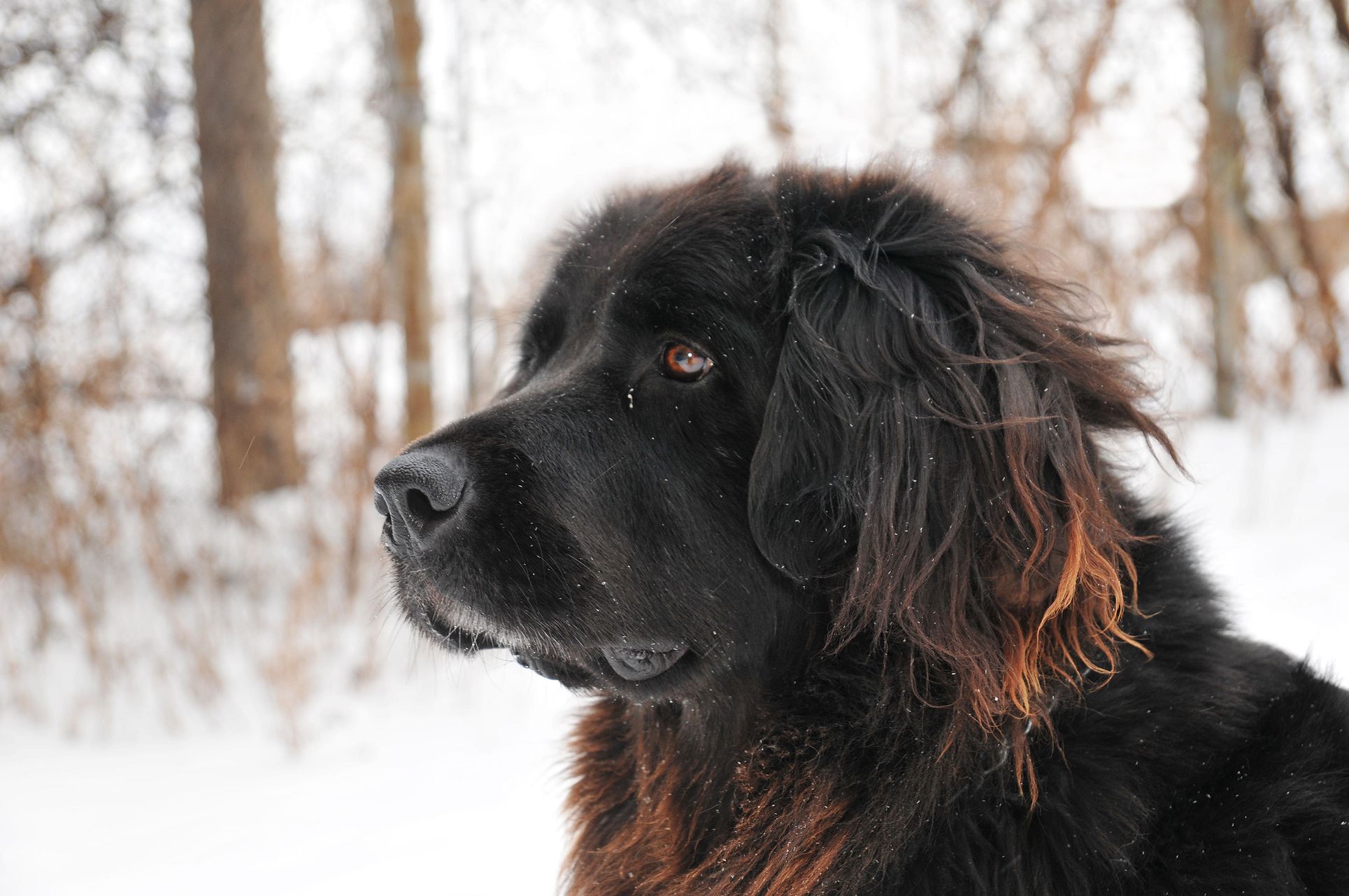 Собаки крупных пород черные. Ньюфаундленд. Ньюфаундленд собака. Ньюфаундленд длинношерстный. Ньюфаундленд (порода собак).