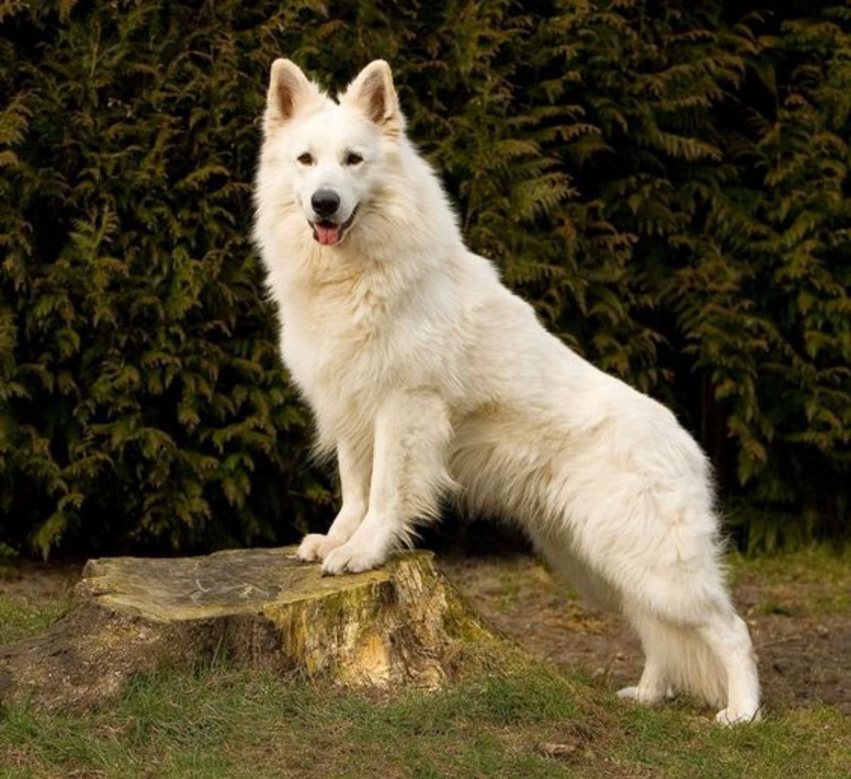 белые породы собак фото