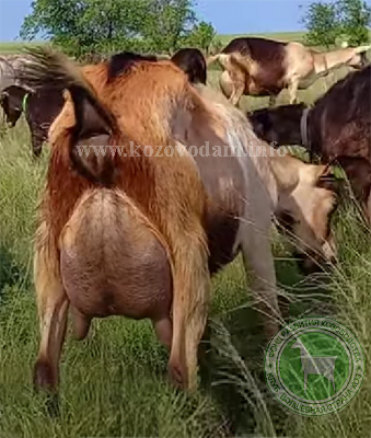 Яра 4 s000lka.jpg