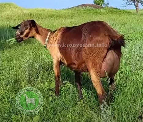 Дара 1 s000lka.jpg