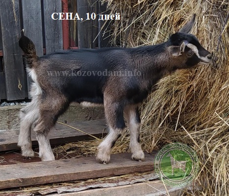Сена 1 MartaMarta.jpg