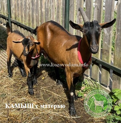 Камыш с матерью   Oksasha26.jpg