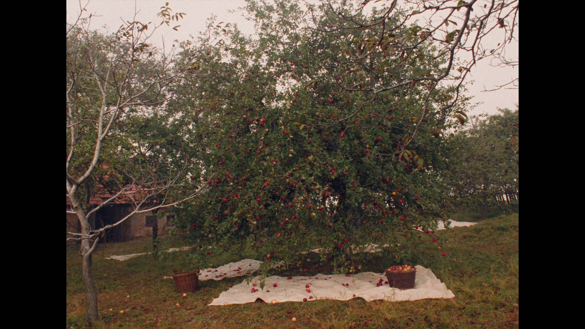vlcsnap-2023-06-02-00h14m20s524.png