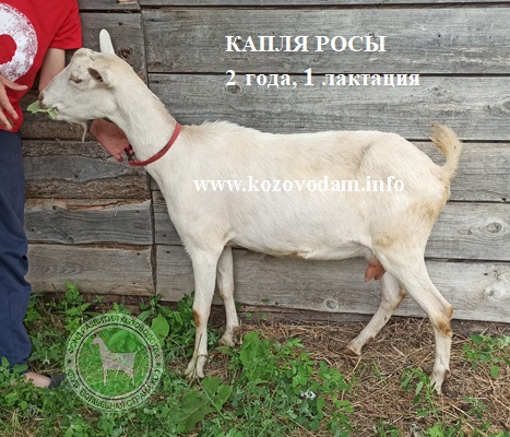 Капля Росы 2 Rabelle.jpg