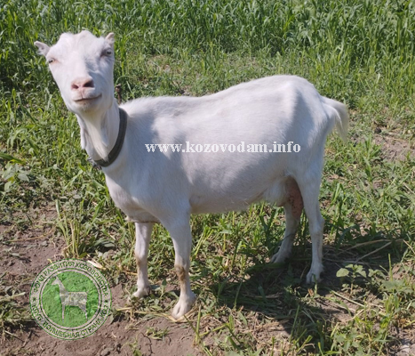 Маня Кислица.jpg