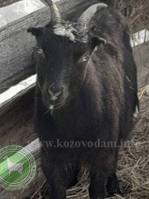 Миледи 2 Oksana061.jpg