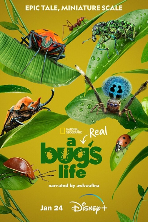 A Real Bugs Life S01 COMPLETE [1080p] WEB-DL (H264) [6 CH] 7dbcaaaf724e5f284ae05f6c6990f541