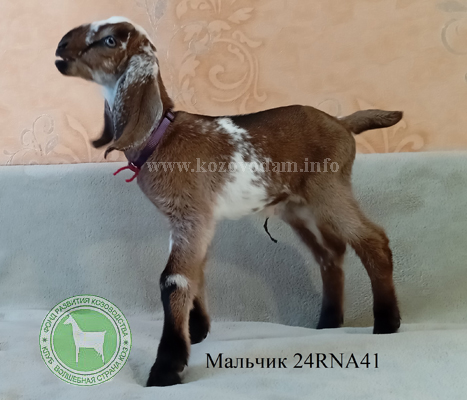 Козлик NM24001082D 2 Нелина.JPG