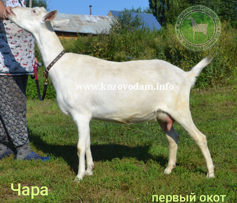 Чаровница 2 Троя.jpg