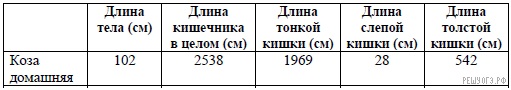 Длина кишечника.jpg