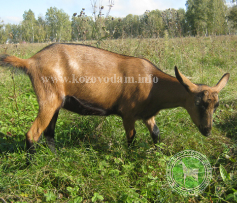 Ласка 1 Nattali.jpg