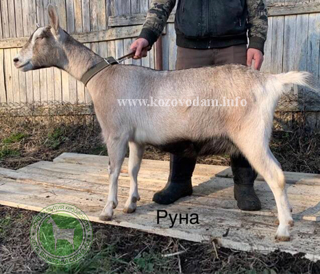 Руна 2 Светлана Владиславовна.jpg