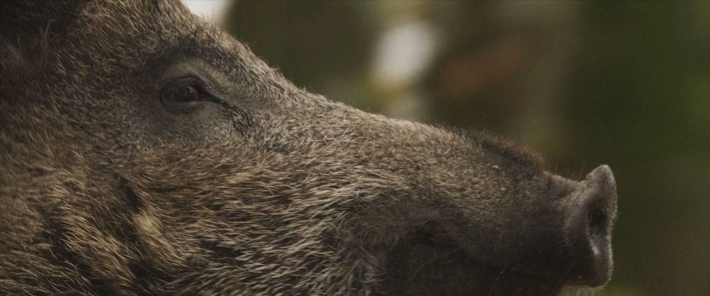 Мой котик и я (2023) BDRip-AVC_ivanes.mkv_20250207_150444.250.png