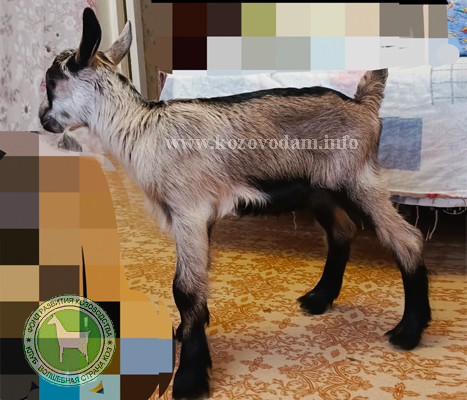 Малавита 2 Света.jpg
