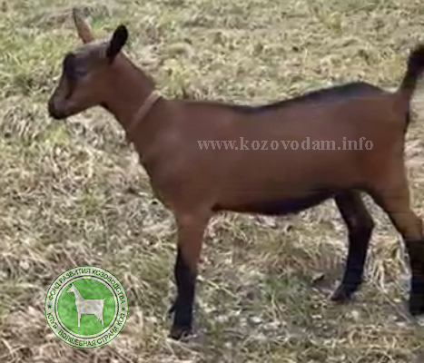 Хлоя ЛПХ Смирновских.jpg
