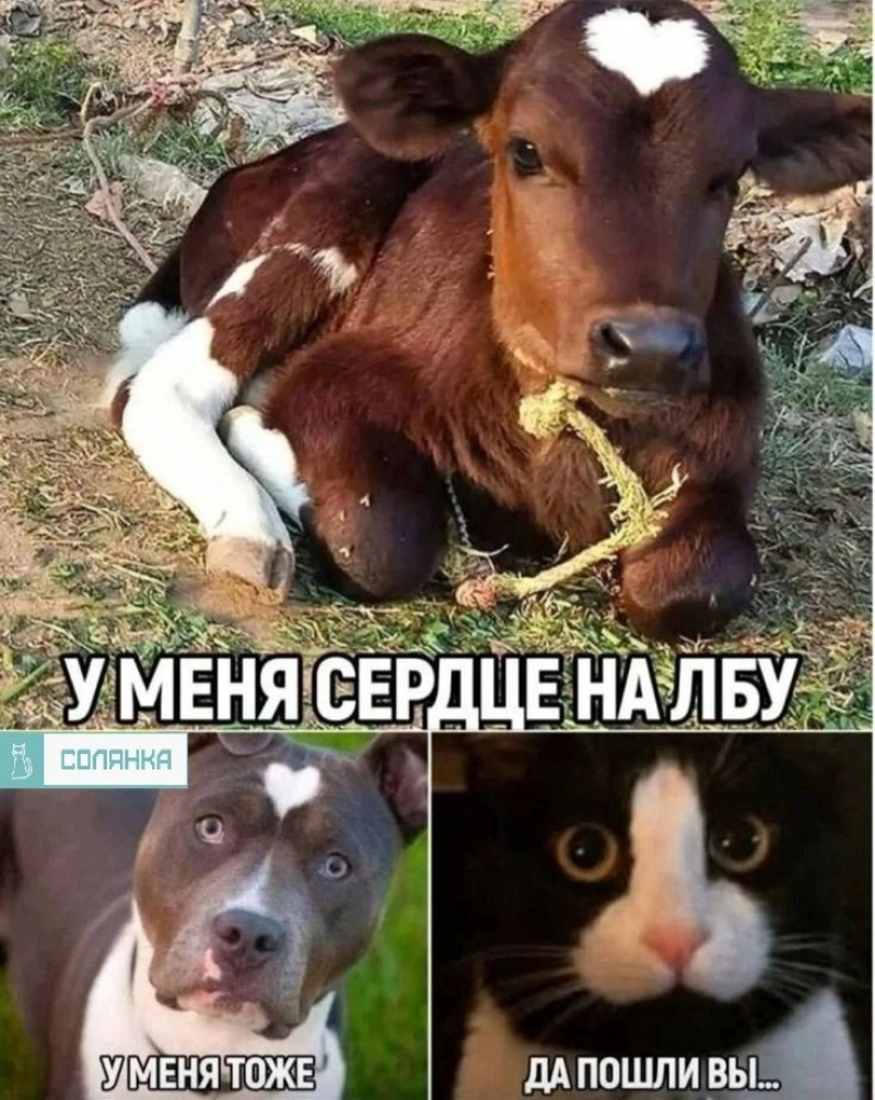изображение_2025-06-04_012434417.png