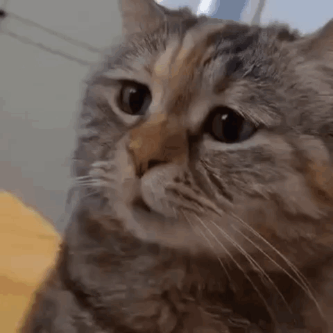gato-gatinho.gif