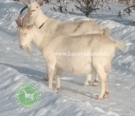 Жужа 1 ЛПХ Павловых.jpg