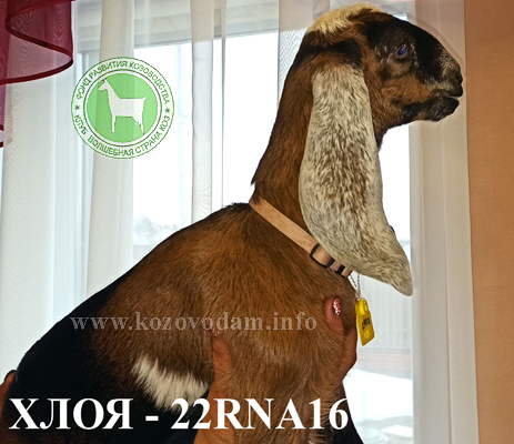 Хлоя 3 Нелина.jpg