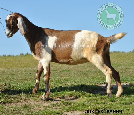 Мелисса-2 2 Helgina.jpg