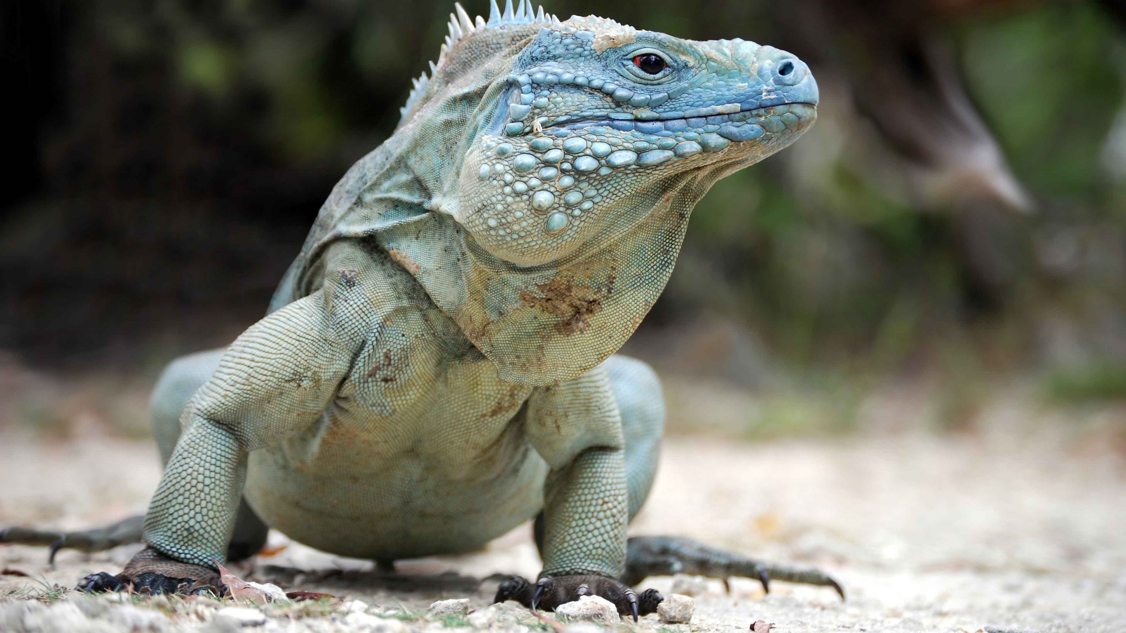 Клик для увеличения